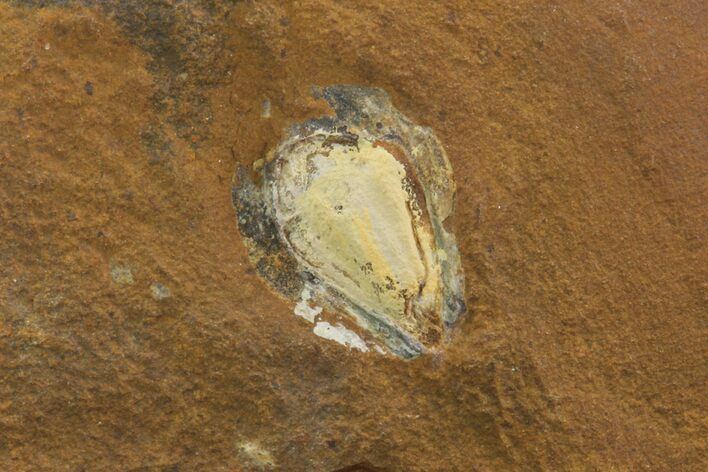 Unidentified Fossil Seed From North Dakota - Paleocene #95363